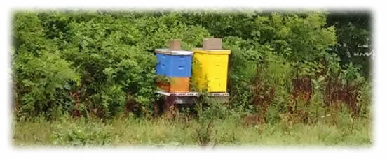 bee_hives